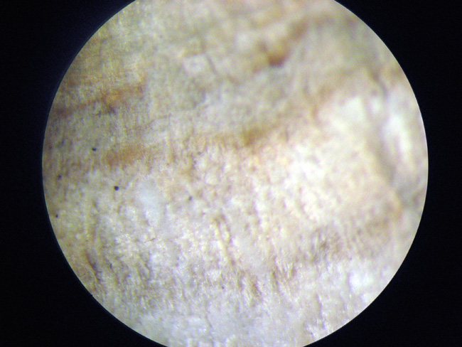 Trichaptum biforme ? (Trichaptum biforme)